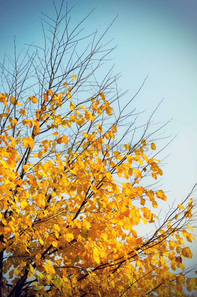 Similar – Orange und blau Farbfoto