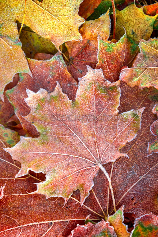 Similar – Amberry tree leaves, hoarfrost,