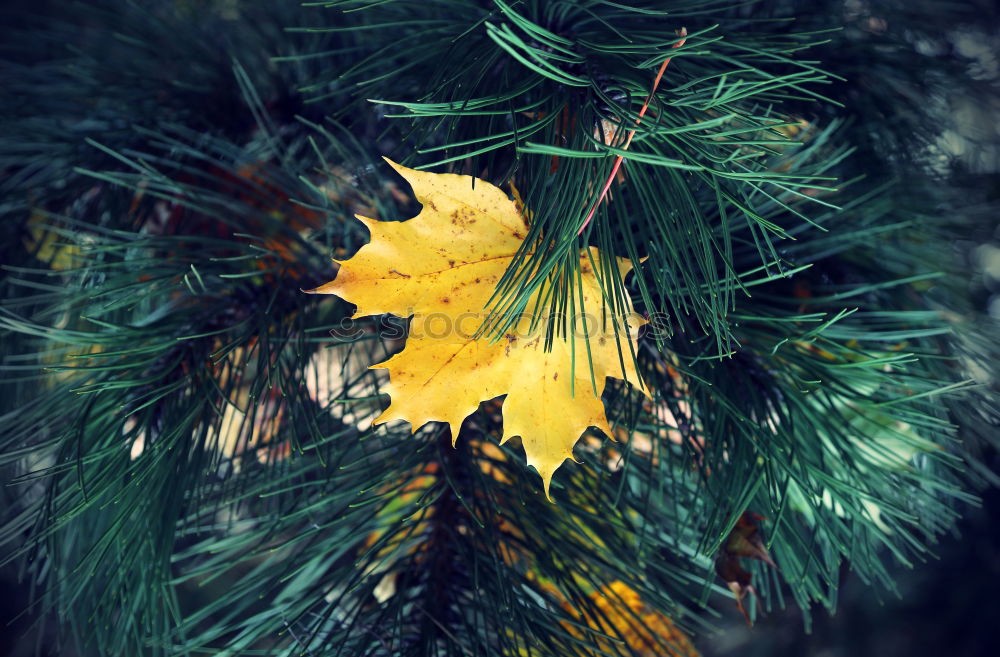 Similar – Image, Stock Photo fir cones