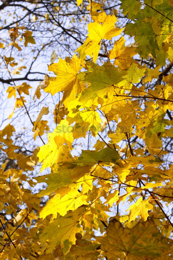 Similar – Herbstklang Baum Blatt