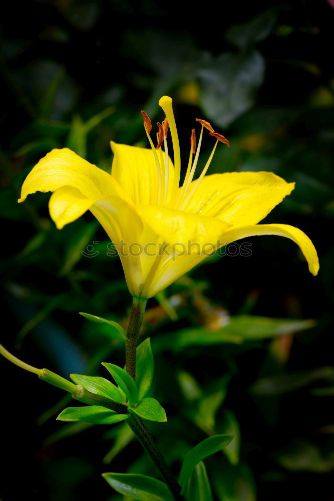 Similar – transient Flower Yellow