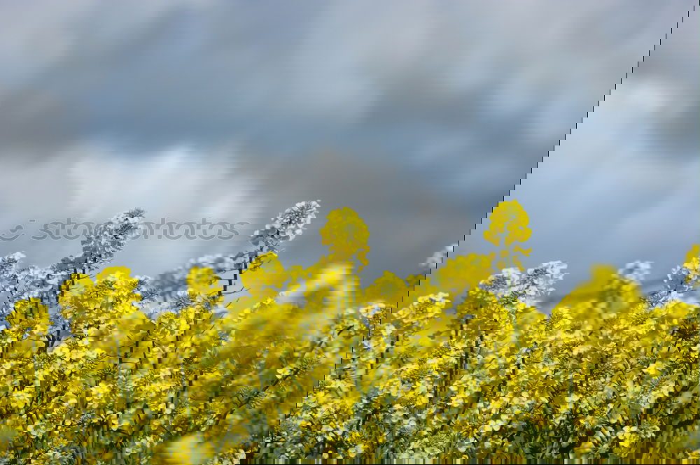 Similar – Image, Stock Photo R
