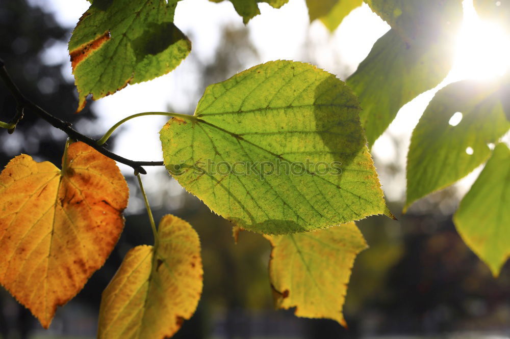 Similar – Foto Bild Herbst-Haft Umwelt Natur