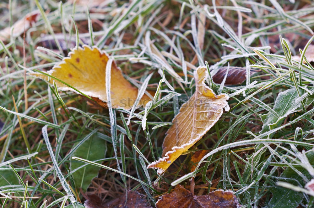 Similar – Image, Stock Photo Purple lime leaf on mossed lawn with hoarfrost