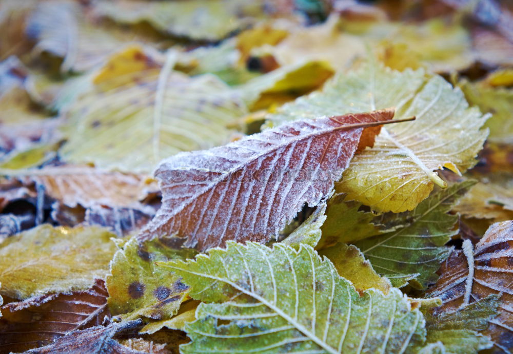 Similar – Image, Stock Photo chilly… Environment