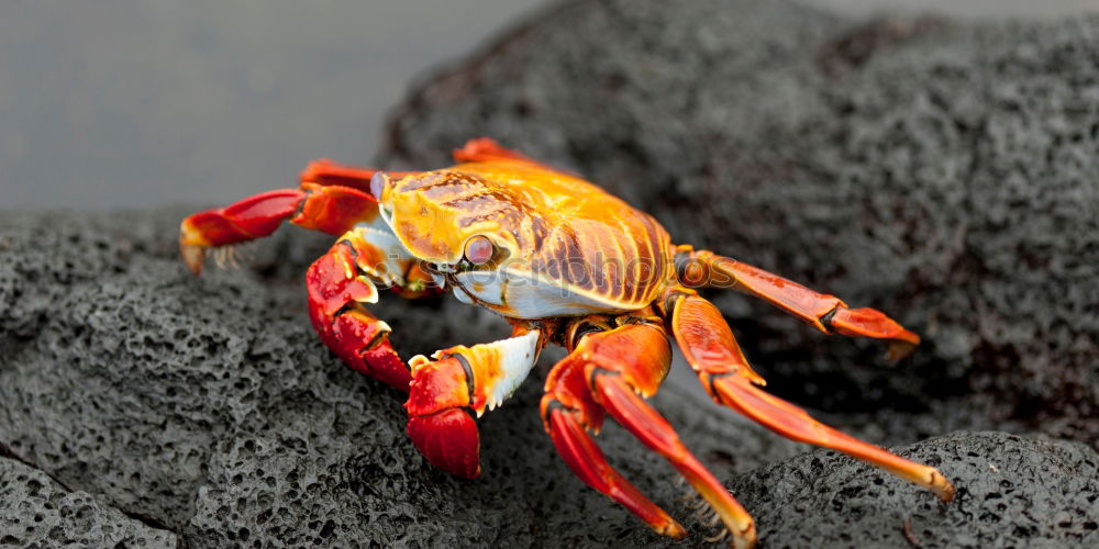 Similar – Red cliff crab Nature