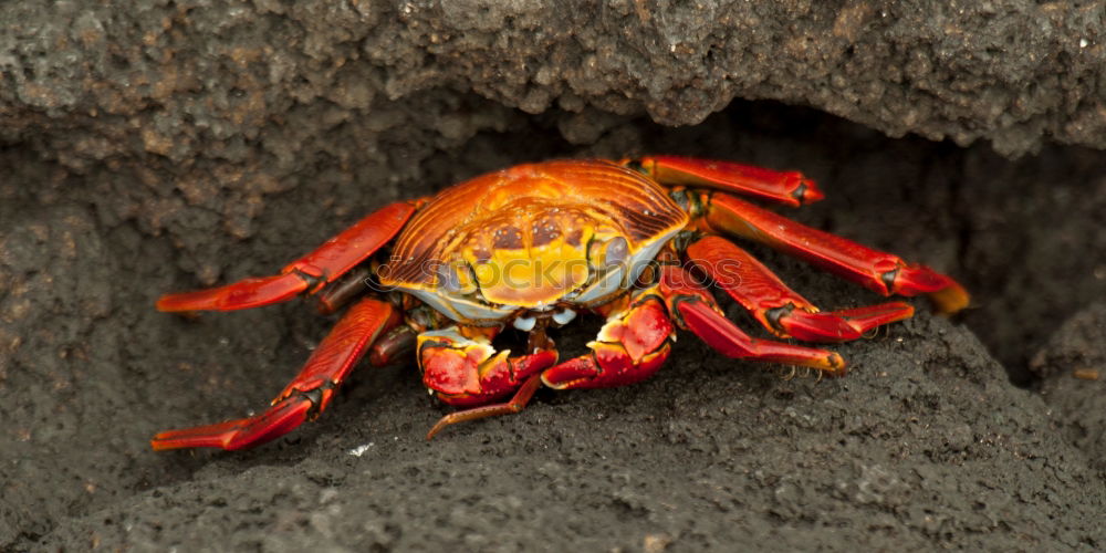 Similar – Red cliff crab Nature