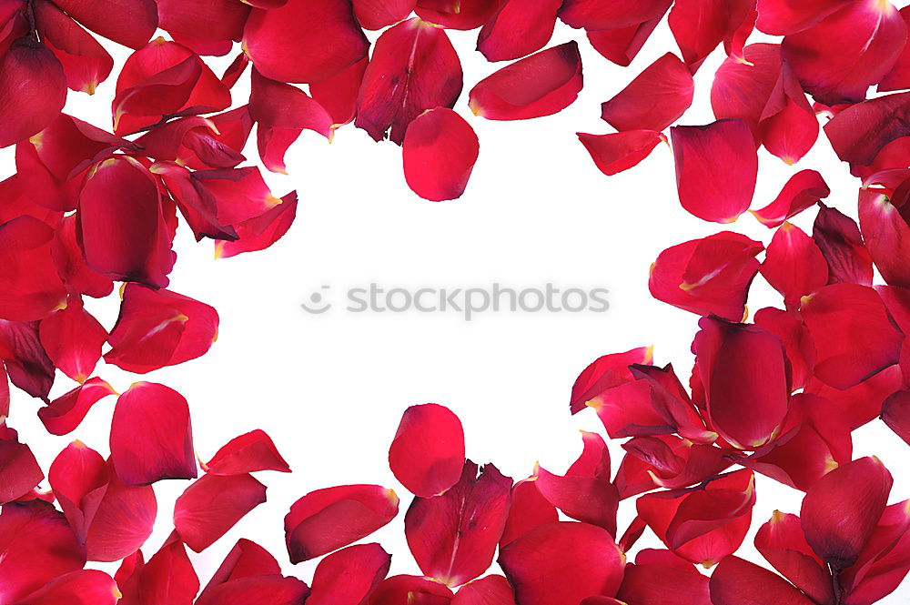 Similar – Image, Stock Photo Autumn leaves in back light