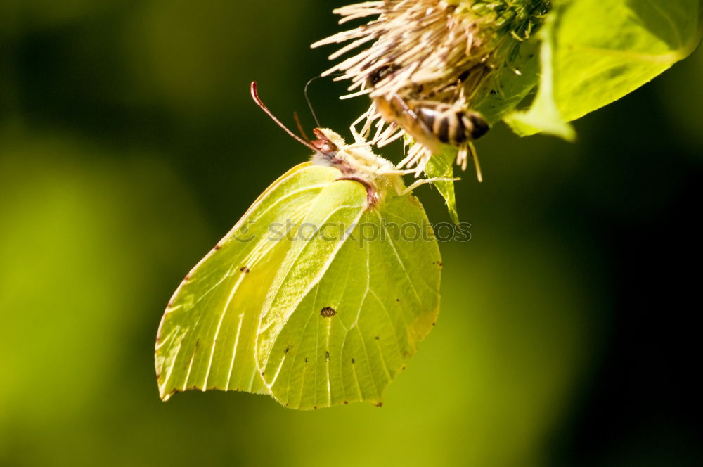 Similar – Girl … Butterfly Yellow