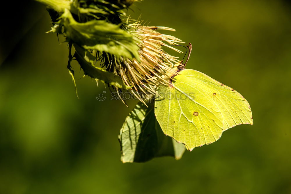 Similar – Girl … Butterfly Yellow