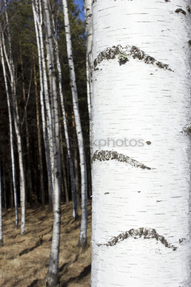 Similar – birch. Environment Nature