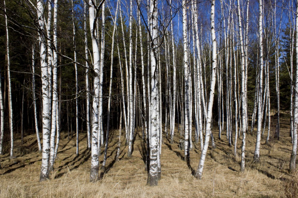 Similar – Image, Stock Photo westerly winds Environment