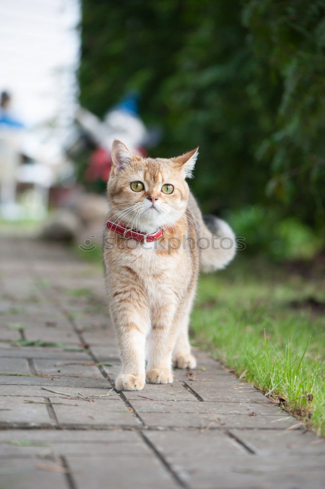 Similar – Image, Stock Photo Thelma alone at home. Cat life