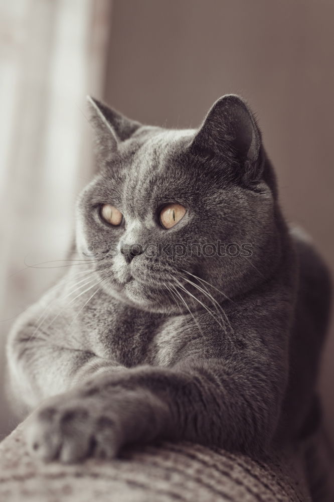 Image, Stock Photo Russian Blue Cat Elegant