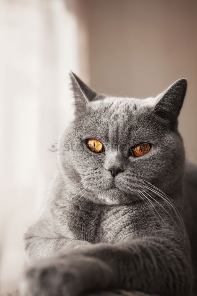 Similar – Image, Stock Photo Russian Blue Cat Elegant