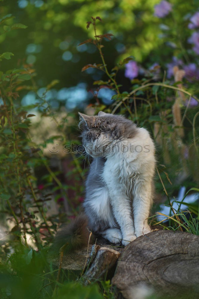 Similar – Image, Stock Photo Cat Lola Garden Pet 1