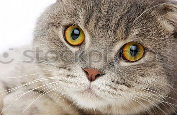 Similar – Image, Stock Photo Cat