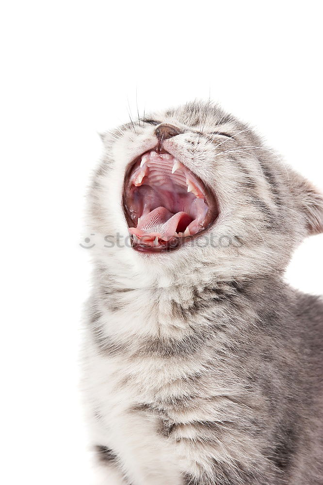 Similar – bottom view of maine coon cat licking glass table