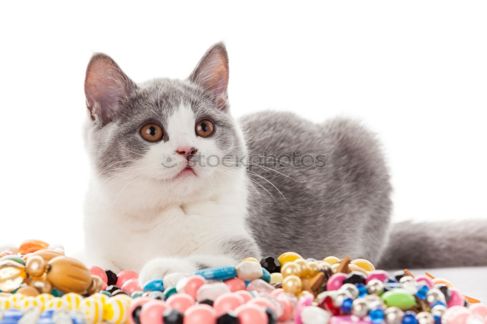 Similar – Image, Stock Photo On a diet Food Animal Pet