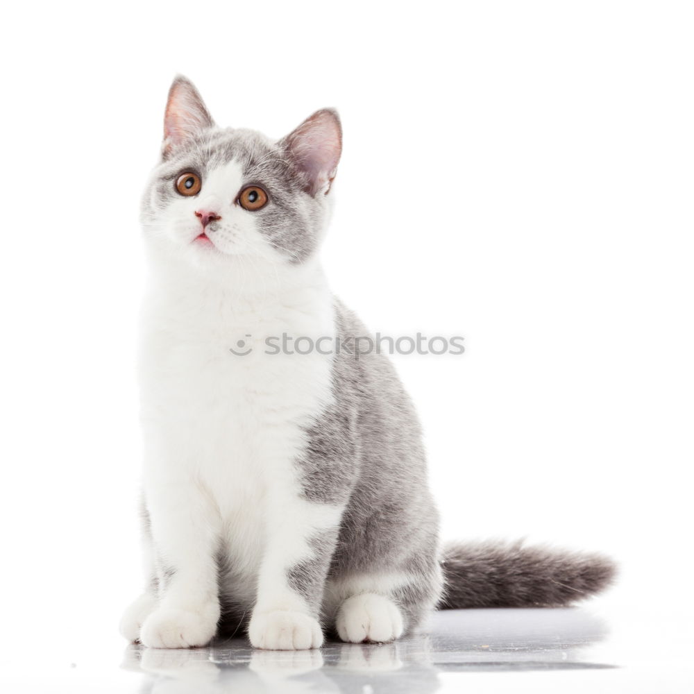 Similar – Image, Stock Photo Time for breakfast! Animal