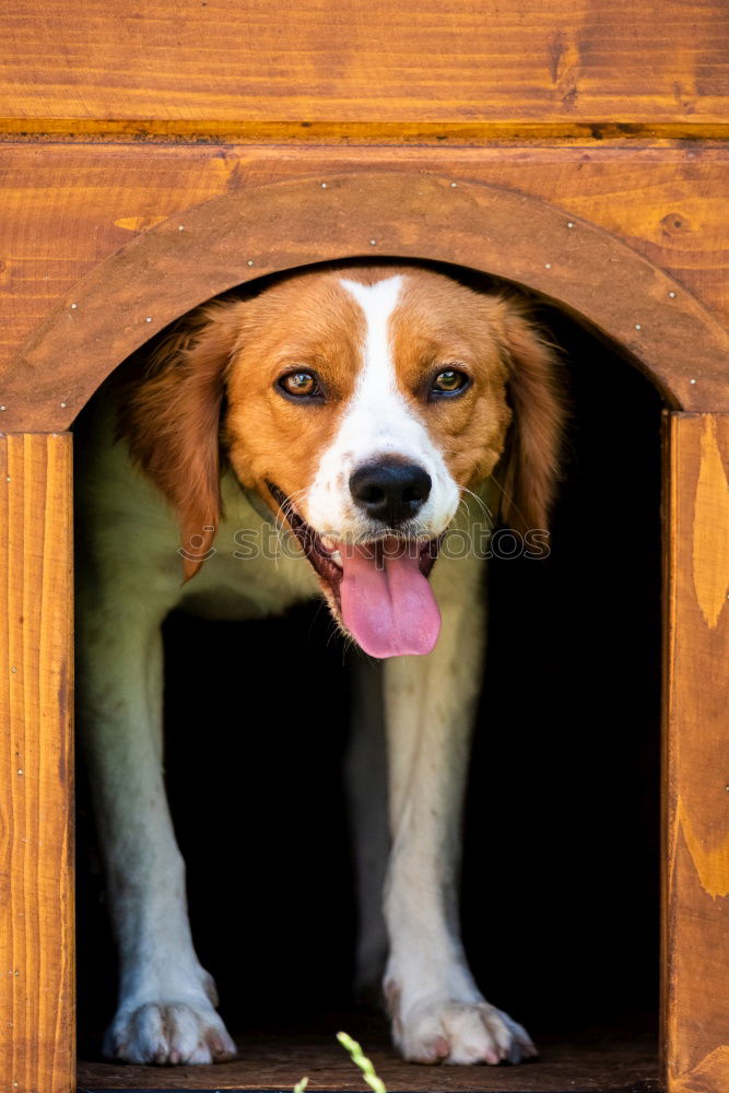 Similar – A nosy neighbor peers over a garden fence. Looking through binoculars.