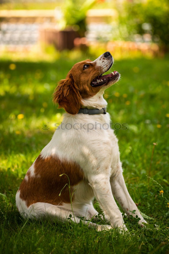 Similar – Dog in the grass, looking for something?