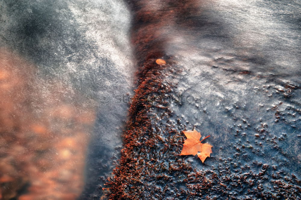 Image, Stock Photo Leaves during thunderstorms