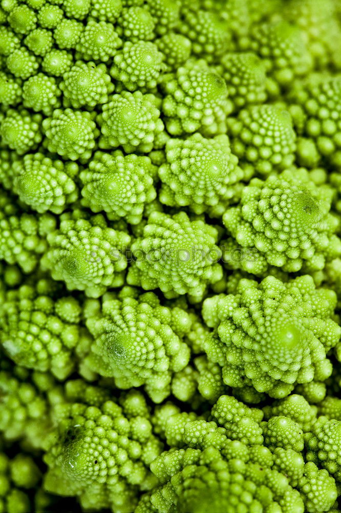 Similar – Fractal vegetables