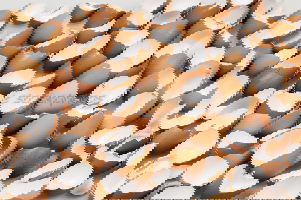 Similar – Image, Stock Photo snail shells