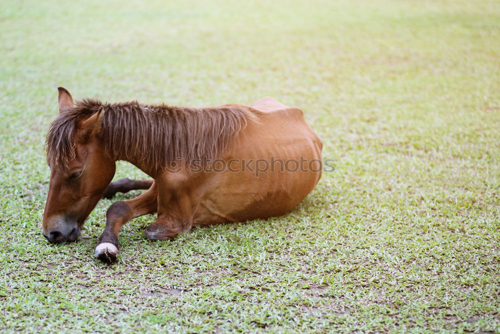 Similar – Image, Stock Photo Icelandpony looks over fence