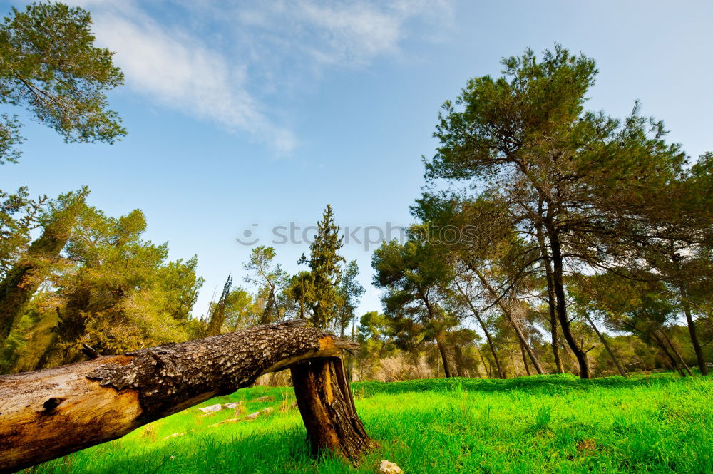 Similar – Foto Bild and all that i can see is just another olive-tree