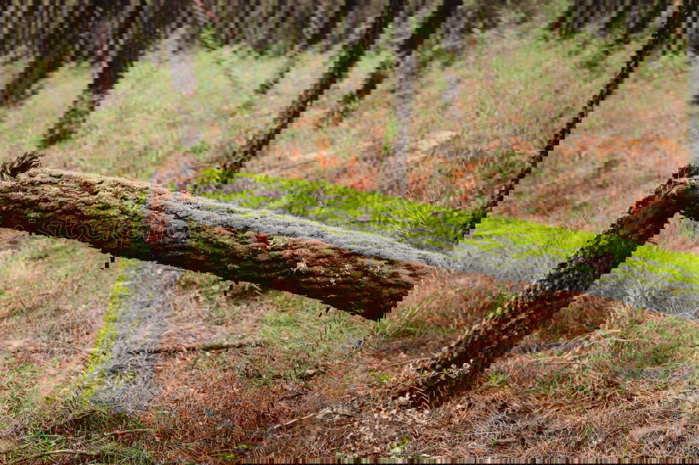 Image, Stock Photo Forest. Yellow arrow pointing down hangs from a tree with moss. Signpost