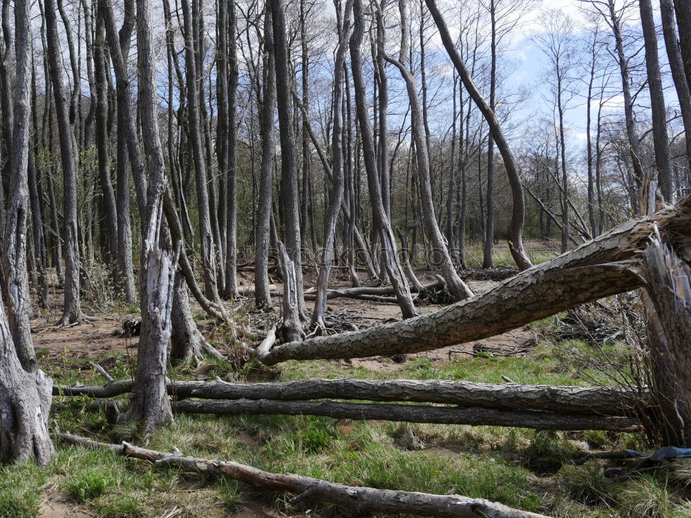 Similar – Foto Bild Valentinstag Wald Baum