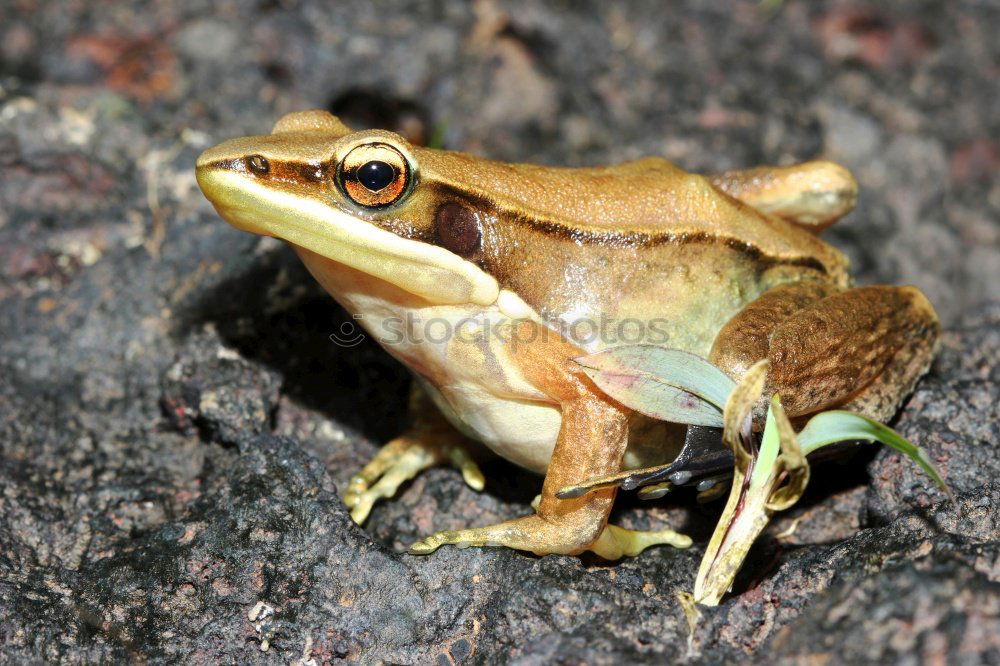 Similar – Image, Stock Photo frog Tree frog Green Frog