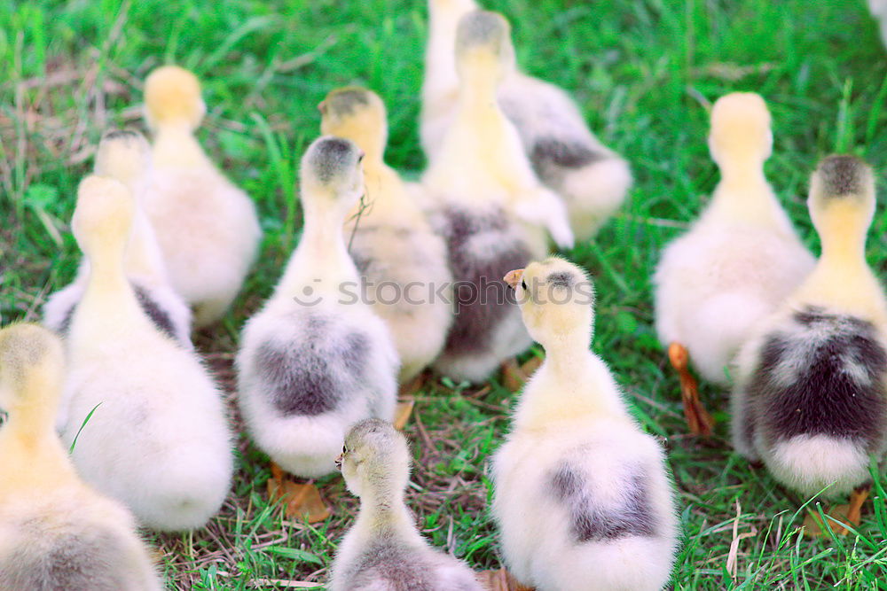 Similar – Image, Stock Photo cute yellow gosling