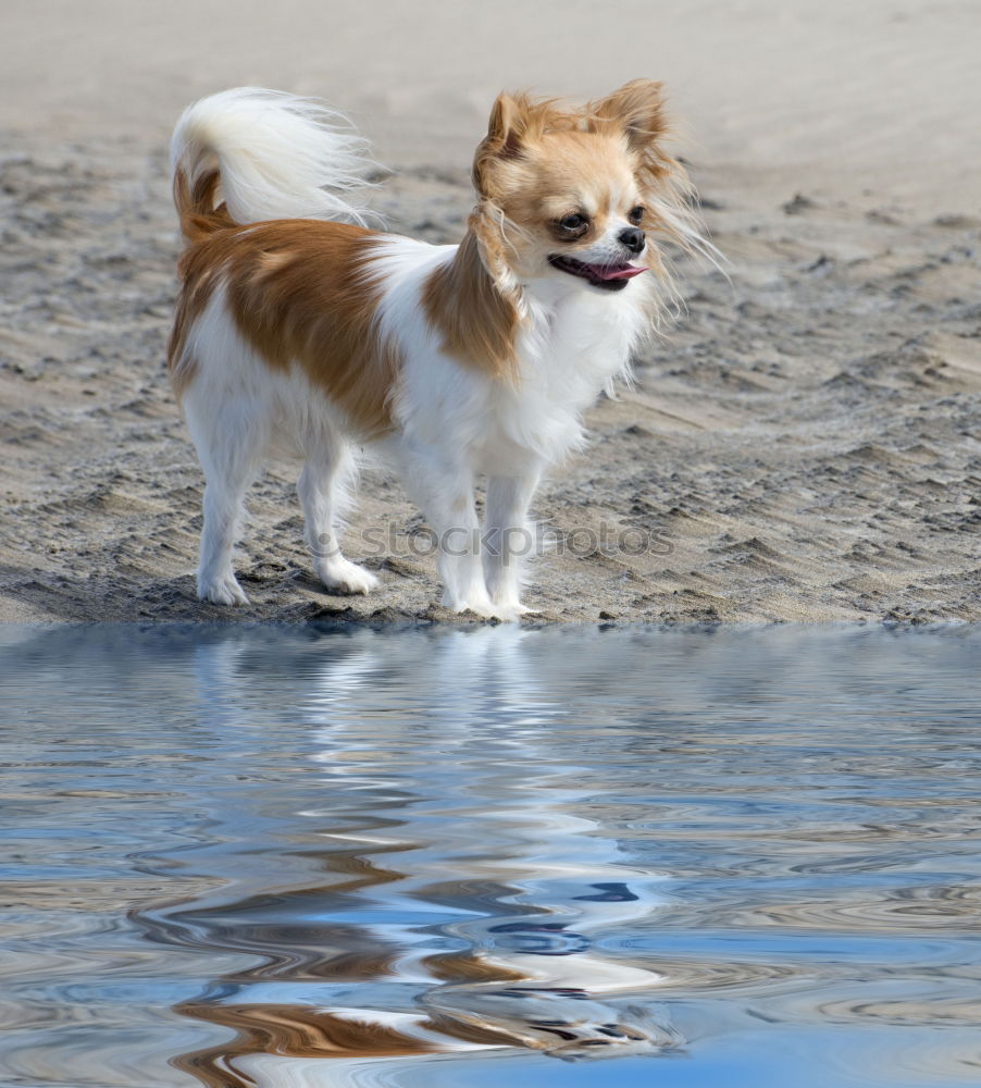 Similar – Australian Shepherd Nature