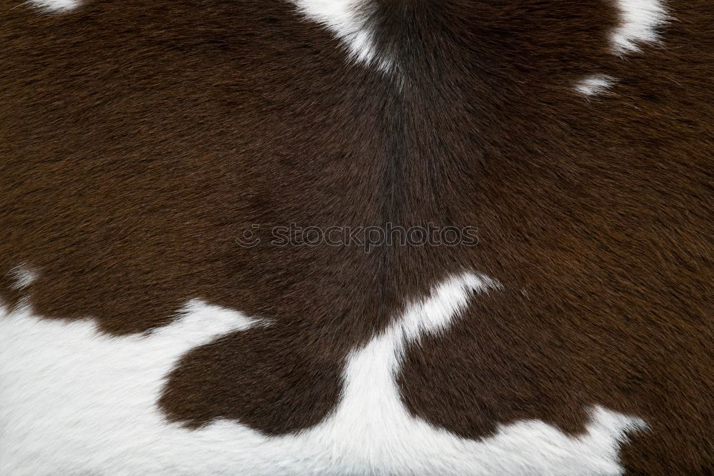 Similar – dappled Horse Pelt Dappled