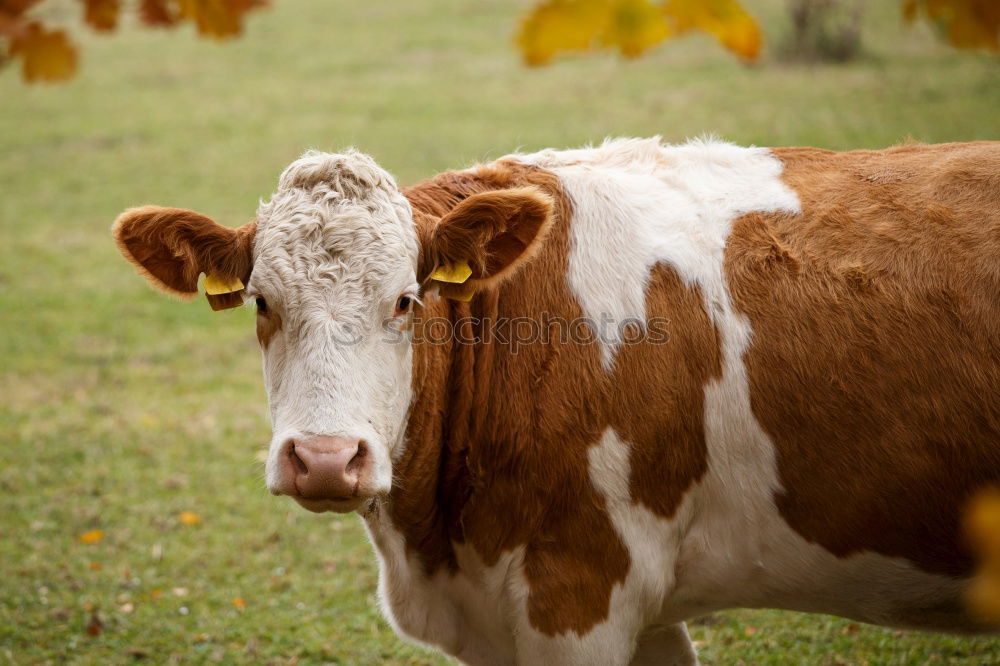 Similar – Image, Stock Photo 1x knuckle of veal Animal