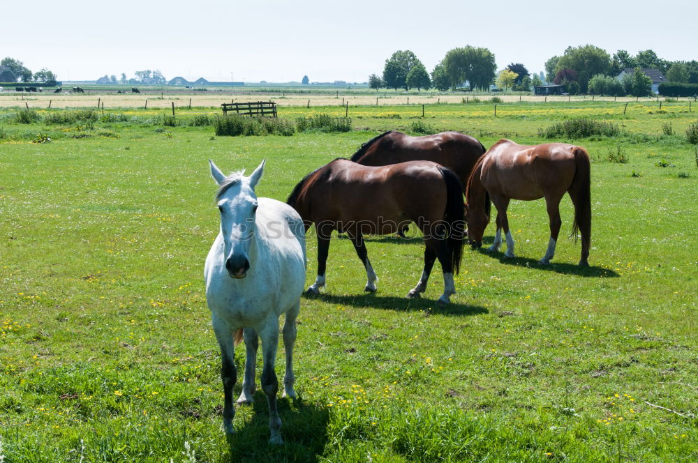 Dieters Fohlen Natur