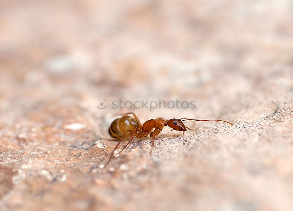 Similar – Image, Stock Photo The big ones eat the small ones