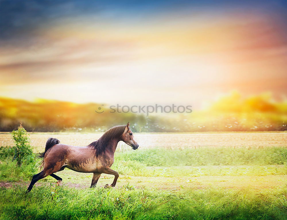 Similar – Image, Stock Photo horse whispering