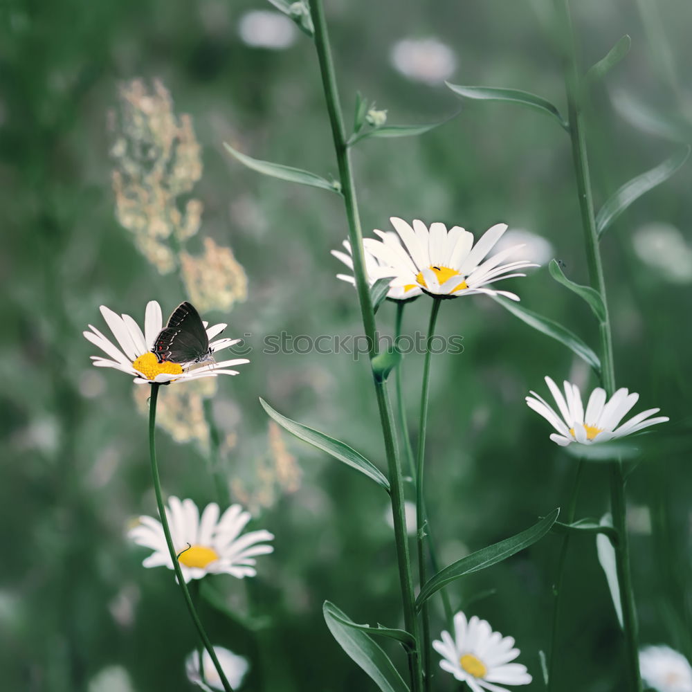 Similar – plant in the morning light at the mountain