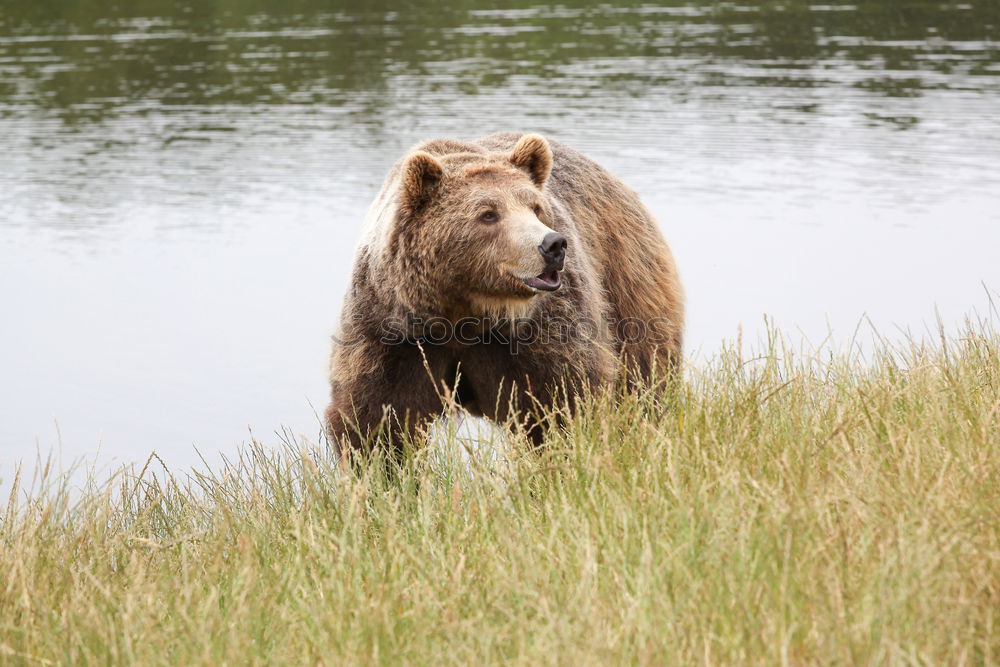 Similar – Teddybär Jagd Umwelt Natur