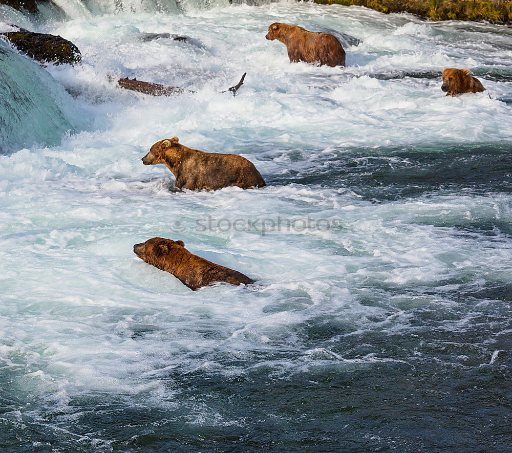 Similar – Bear Valerie Brown bear