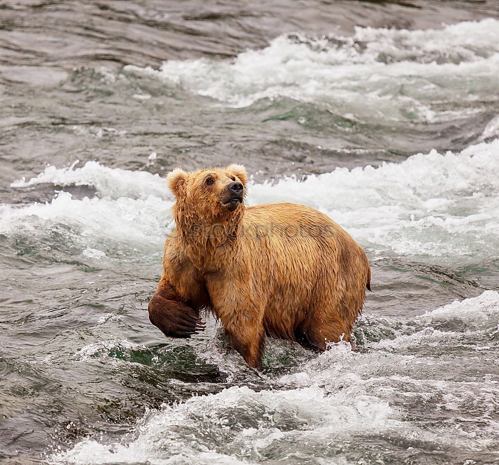 Similar – Brown bear on salmon catch