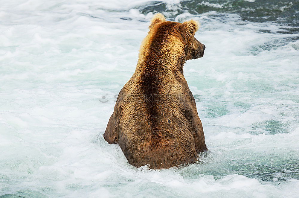 Similar – seal Colour photo