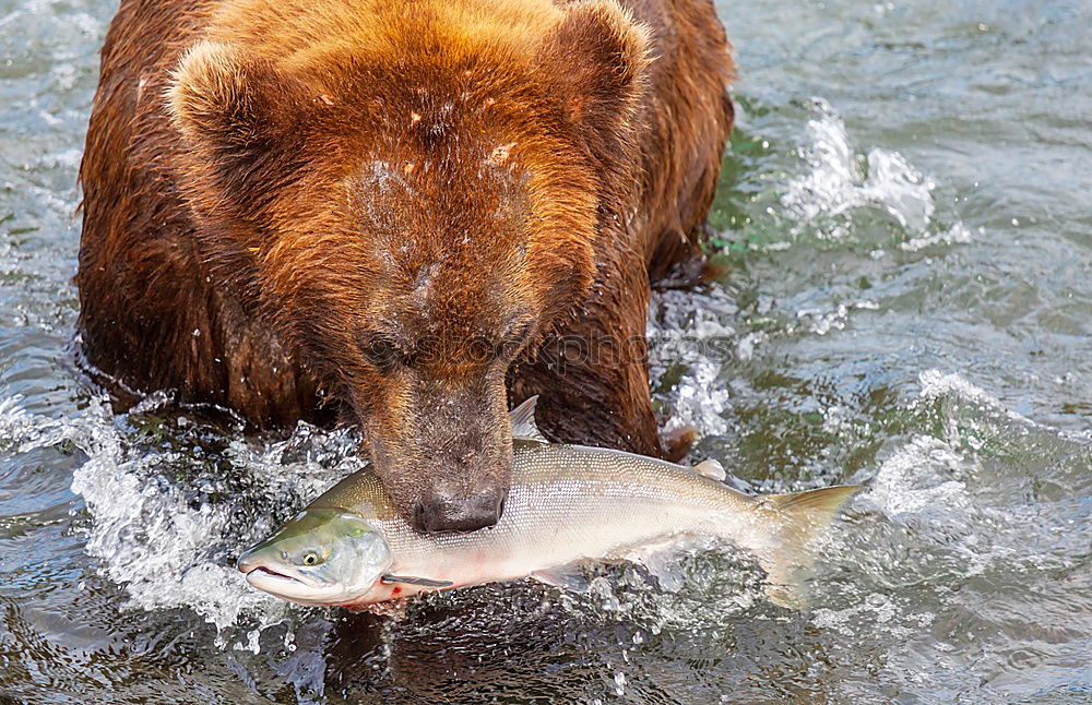 Similar – BEAR Bär Wildtier wild