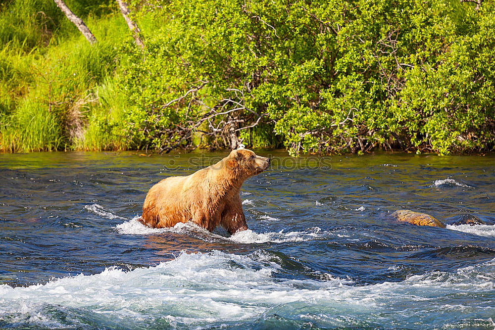 Similar – Bear Valerie Brown bear