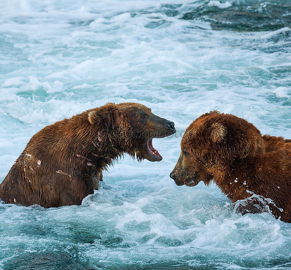 Similar – Image, Stock Photo Two bears having a serious conversation in a river