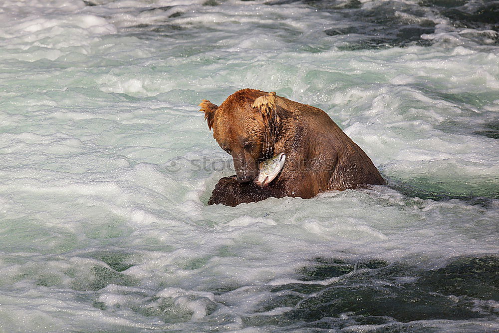 Similar – seal Colour photo